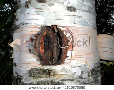 Photo of background with bark of a birch tree trunk.