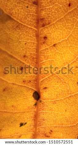 Close up of dry mango leaf texture