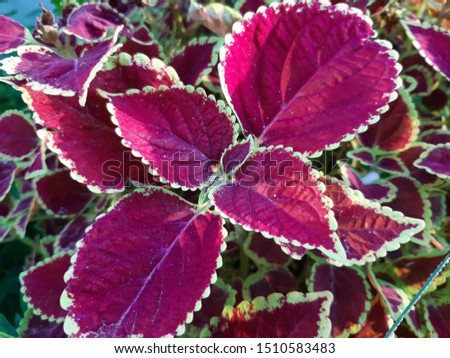 Beautiful Plectranthus scutellarioides leaf picture