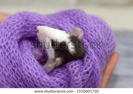 Little fluffy rat in a purple scarf. Symbol 2020 - year of the rat.
