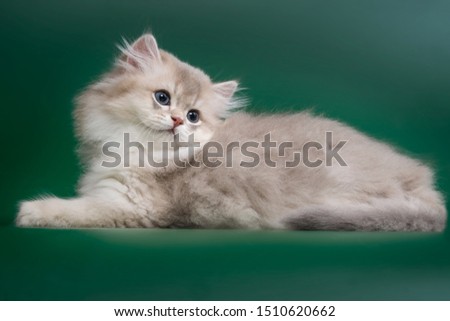 British Gold Chinchilla Kitten Images And Stock Photos Avopix Com