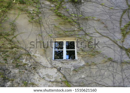An old white window with a reflection of a forest in the middle of a house wall which is overgrown by ivy.