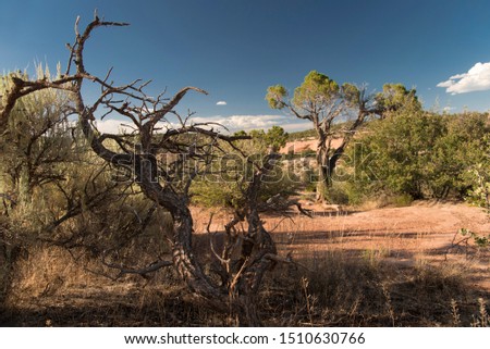 View of Colorado National Monument, USA with a dead tree in the foreground
