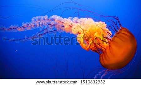 Orange Jellyfish dansing in the dark blue ocean water.  Royalty-Free Stock Photo #1510632932