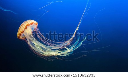 Yellow and orange Jellyfish dansing in the dark blue ocean water.  Royalty-Free Stock Photo #1510632935