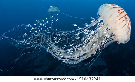 White Jellyfish dansing in the dark blue ocean water.  Royalty-Free Stock Photo #1510632941
