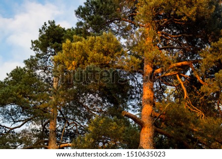 Orange tops of pines at sunset in forest
