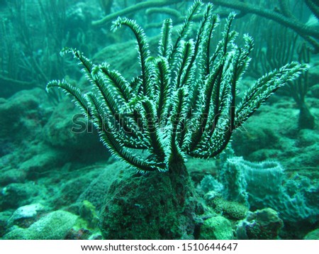 An echinoderm underwater in the Caribbean sea Royalty-Free Stock Photo #1510644647