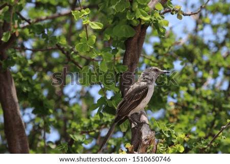 Mockingbird on a branch Curacao