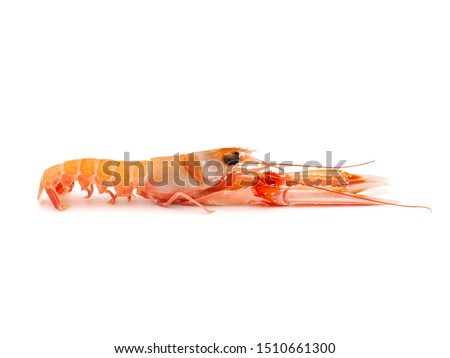Langoustine known as Dublin Bay prawn or Norway Lobster (Nephrops norvegicus) isolated on white background Royalty-Free Stock Photo #1510661300