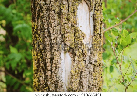 Edited photograph of carved bark