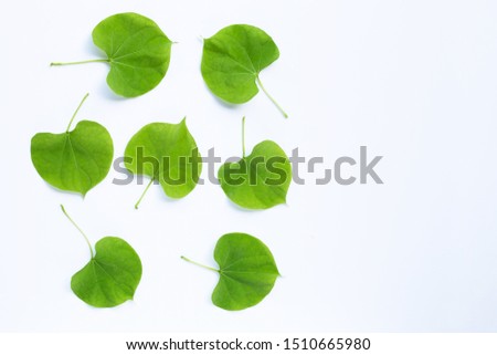 Green leaves heart shaped on white background.