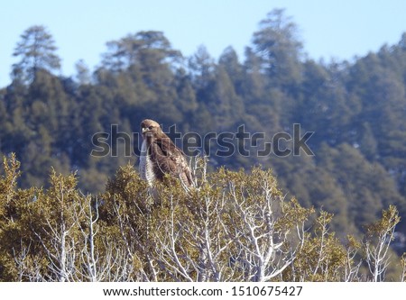 Red - tailed hawk, Mormon Lake,  Coconino  County, Arizona.     