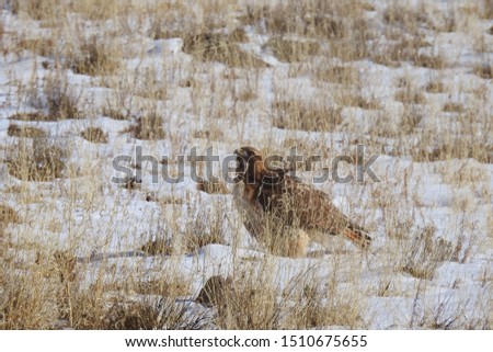 Red-tailed hawk, Mormon Lake, Coconino County, Arizona.           