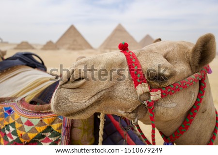 Camel next to pyramids in Egypt 