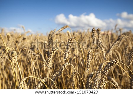 Gold wheat field and blue sky 