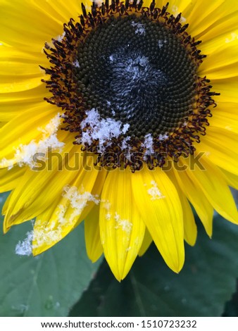 beautiful sunflower with some snow