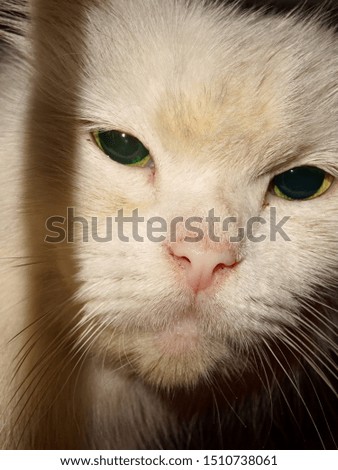 a cat with sharp eyes