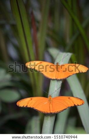 Isolated butterfly image on bokeh background. Macro wildlife photography.