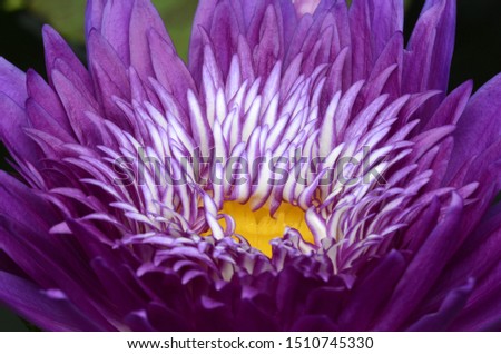 Take close-up pictures of lotus flowers in bright colors and see beautiful petals arranged naturally.