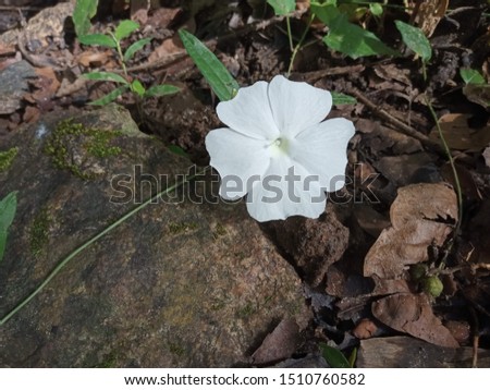 Fantastic forest white flower without any edit