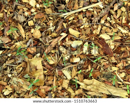 a picture of bark and leaves