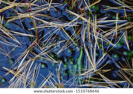 Fallen yellow needles of larch on the surface of the forest puddle. The tops of the swamp grass of the polytrichum are visible under water. Shooting from above. Elegant autumn background, wallpaper.