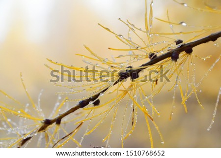 Larch branch with yellow needles covered with dew drops on against the fog. High key. Closeup. Beautiful autumn picture, wallpaper. Negative space in the upper left of the frame.

