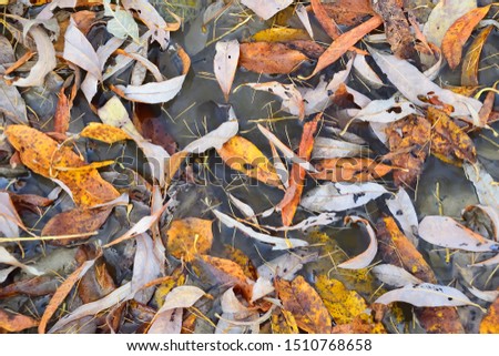 Yellow autumn leaves in a frozen puddle. Frost. Close up. Autumn background.