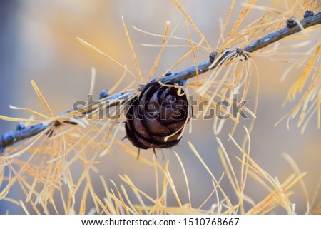 A branch of larch with yellow needles and a cone on a soft gray blurred background. High key. Close up. Beautiful autumn picture, wallpaper. Negative space at the top left of the frame.

