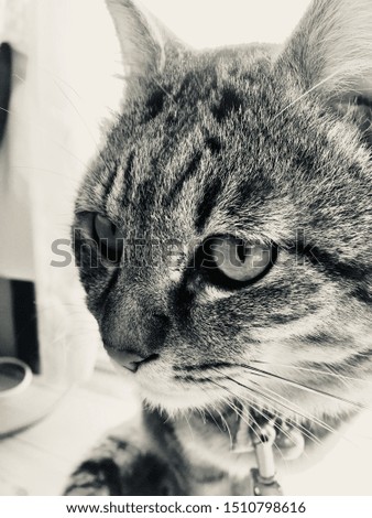 Profile of a beautiful tabby cat. Black-and-white photo.