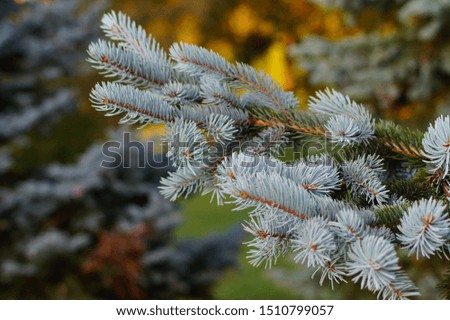 Picea pungens - Beautiful spruce silver