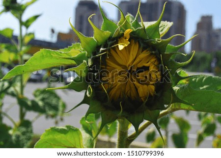 Photo of a background with sunflower flowers.