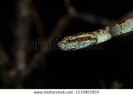Trimeresurus malabaricus, commonly known as Malabar pit viper