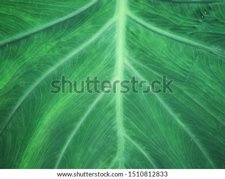 Close-up of green leave texture for nature background.