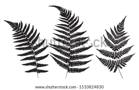 Three leaves of fern. Black isolated prints of fern leaves on the white background. Vector illustration.  Royalty-Free Stock Photo #1510824830