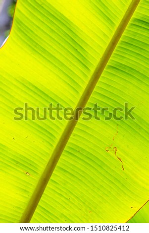 Background of banana leaf, Thailand.