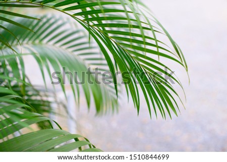 Tropical palm leaves over abstract gray background. Free copy space.