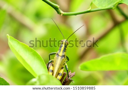 A picture of "belalang kunyit" or valanga grasshopper at the garden. It is also known as valanga nigricornis easy to found in South East Asia

 