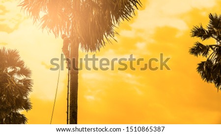 Silhouette of the man climbing up to a palm tree with beautiful 