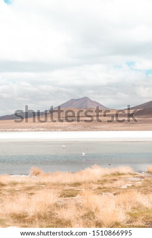 Close up of beautiful pink flamingos walking and feeding in lake. Natural wildlife shot in Uyuni Salt Flats, Bolivia. Animal with water and mountain landscape background. Wild animal in nature.