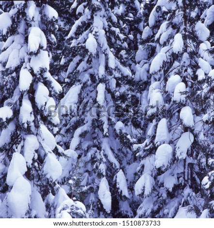 A pattern-patterned photo with snow on the trees and cuts out beautiful places.