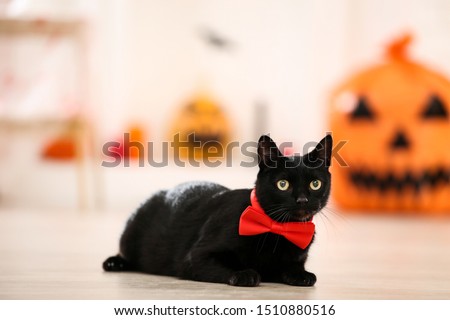Black cat with red bow tie lying at home