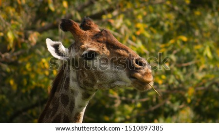 closeup portrait of a giraffe on a background of foliage