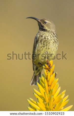 White-breasted Sunbird (Cinnyris talatala) at a Nature Reserve in South Africa