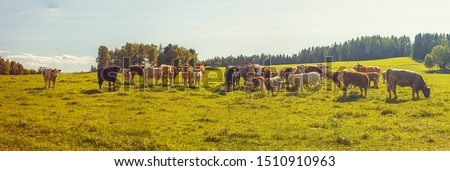 Beef cattle - herd of cows grazing in the pasture in hilly landscape, grassy meadow in the foreground, trees and forests in the background, blue sky, clear sunny day