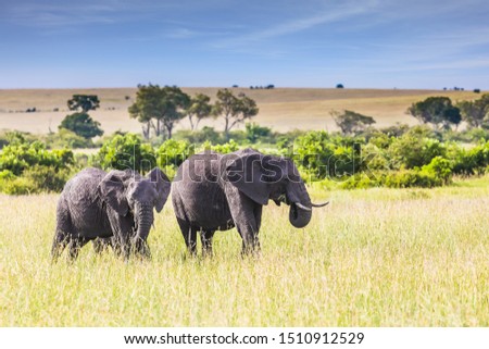 Elephant family on a walk. The famous Masai Mara Reserve in Kenya. Afrika. Elephants are the largest land mammals. The concept of ecological, exotic, extreme and photo tourism