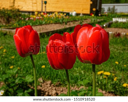 red tulips in the garden after rain, Russia
