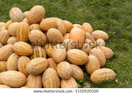 Harvest of melon in a big pile lies on the grass for sale