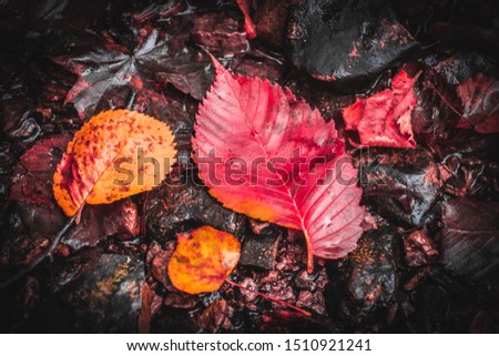 Colorful autumn leaves on stones.